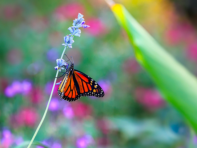 Nature